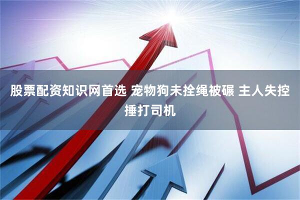 股票配资知识网首选 宠物狗未拴绳被碾 主人失控捶打司机